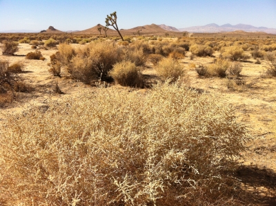 UltimateGraveyard Mojave Desert Filming & Photography Location - Mojave Desert Brush & Mountain Views