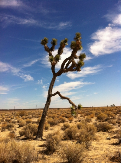 UltimateGraveyard Mojave Desert Filming & Photography Location - Joshua Trees & Train Tracks