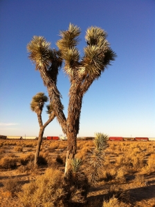 UltimateGraveyard Mojave Desert Filming & Photography Location - Joshua Trees & Railroad Trains