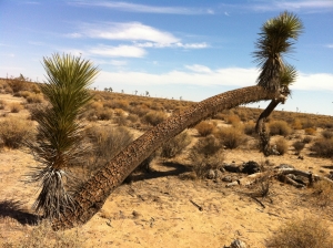 UltimateGraveyard Mojave Desert Filming & Photography Location - Joshua Trees