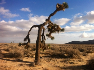 UltimateGraveyard Mojave Desert Filming & Photography Location - Joshua Trees